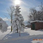 Grantræ med sne Foto;  Jørgen Nielsen